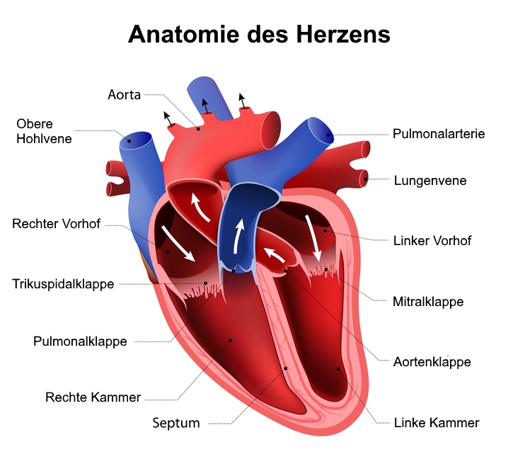Menschliches Herz