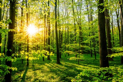 Wald